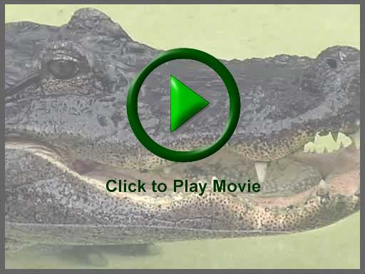  - clicktoplay-alligator